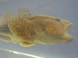 Foto Galerie/Gobiiformes/Ponticola kessleri/Ponticola kessleri_03_S.jpg